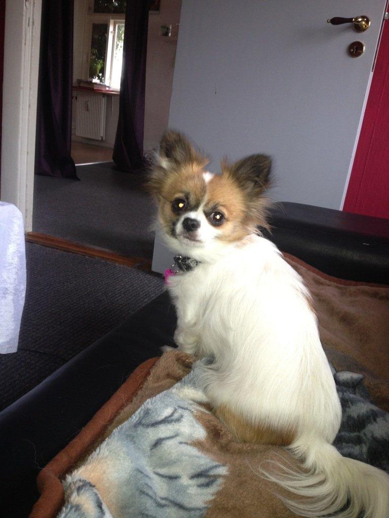 Chihuahua Tulle - Hendes fine mor billede 8