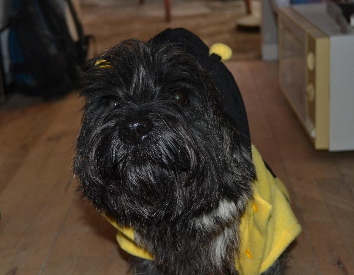 Cairn terrier Thomsen  billede 3