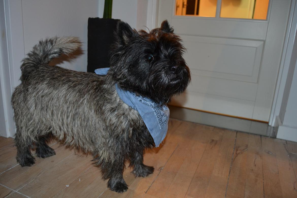 Cairn terrier Thomsen  billede 4