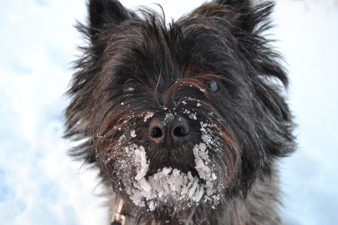 Cairn terrier Thomsen  billede 1