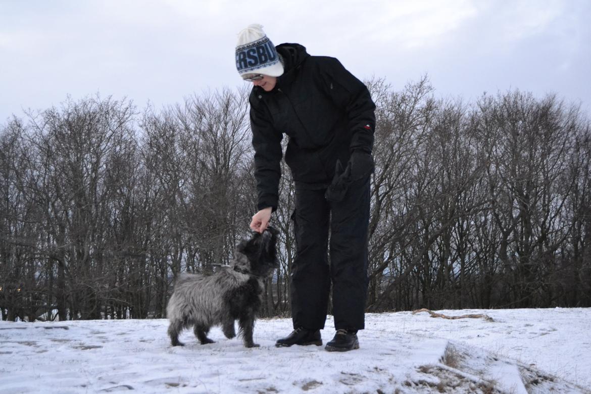 Cairn terrier Thomsen  billede 5