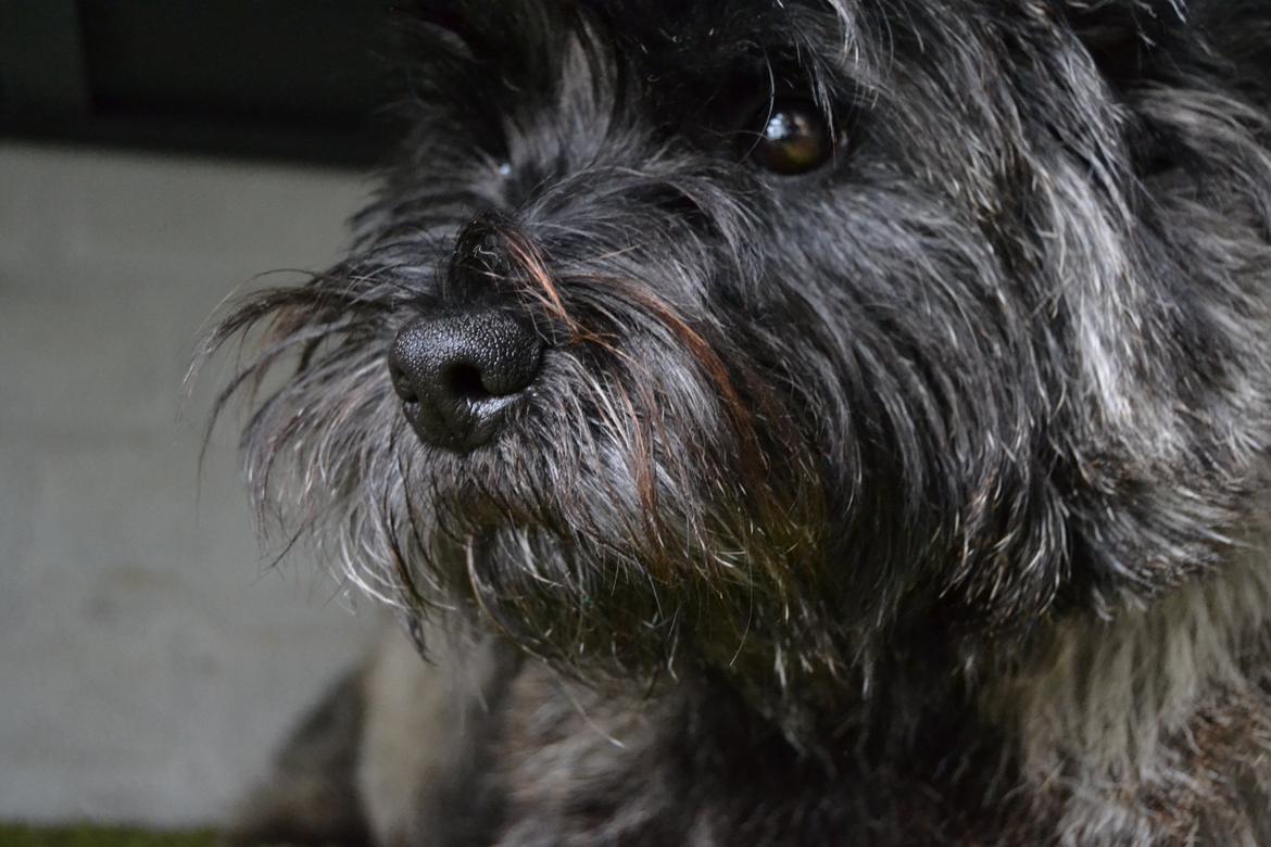 Cairn terrier Thomsen  billede 6