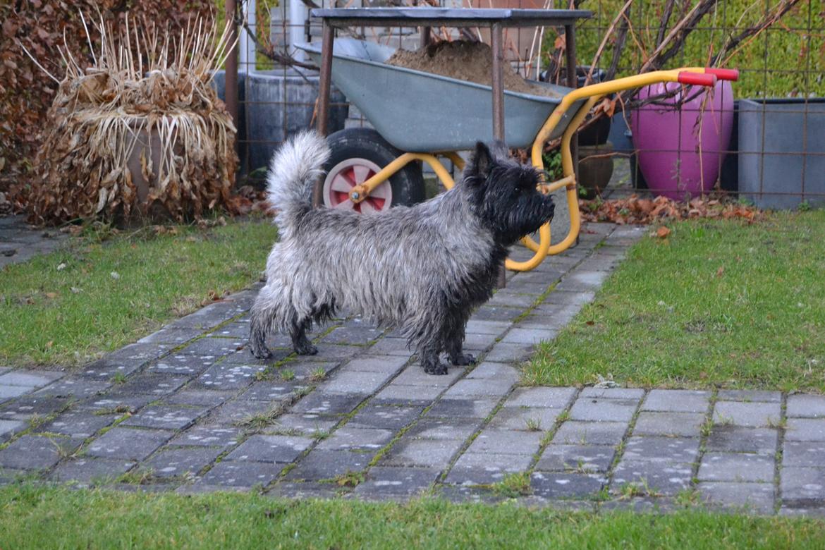 Cairn terrier Thomsen  billede 7