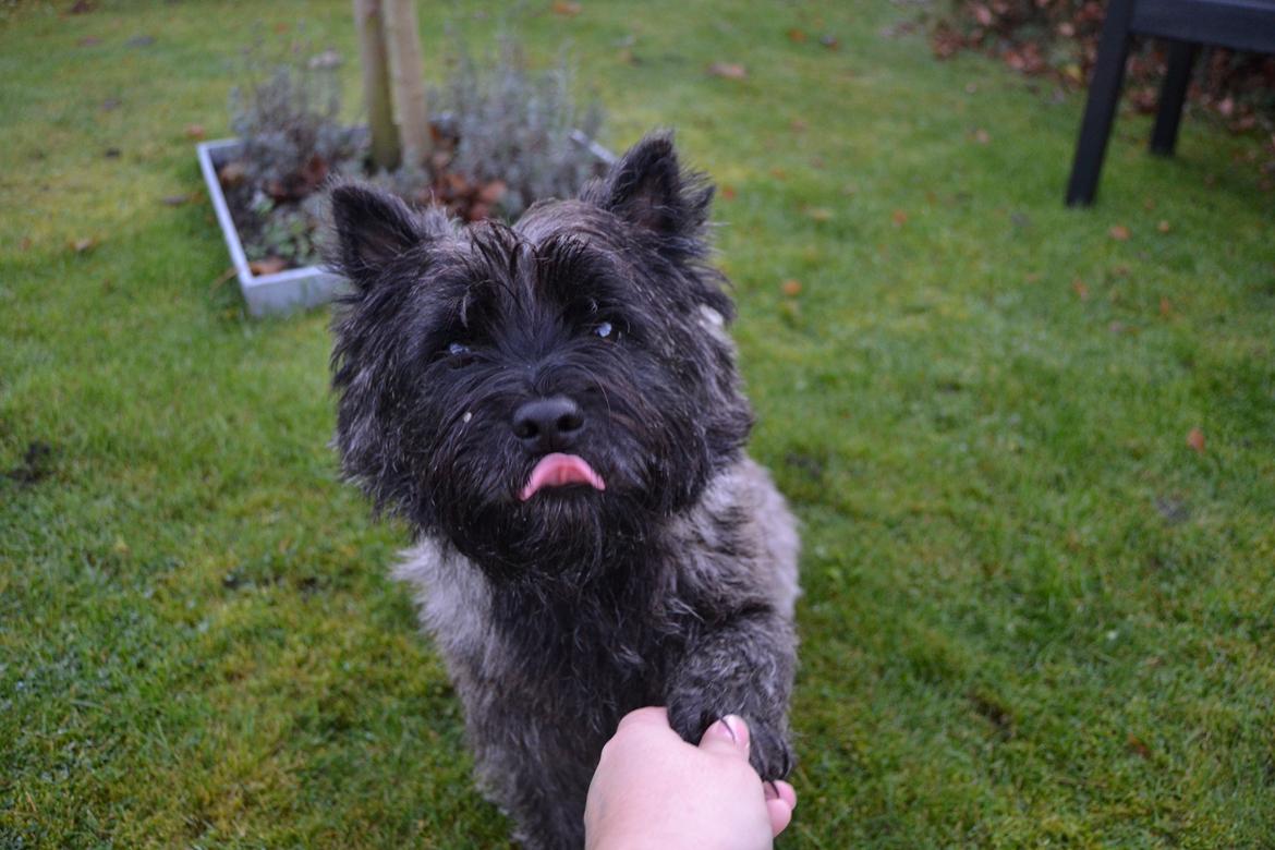 Cairn terrier Thomsen  billede 8