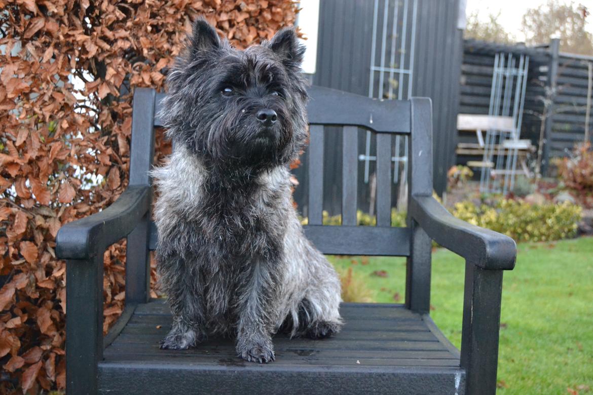 Cairn terrier Thomsen  billede 9
