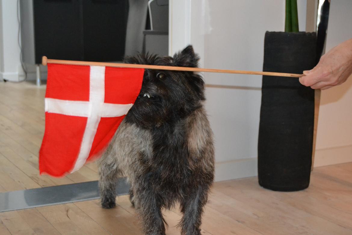 Cairn terrier Thomsen  billede 10