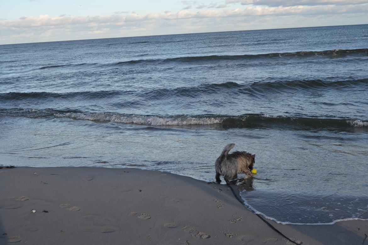 Cairn terrier Thomsen  billede 11