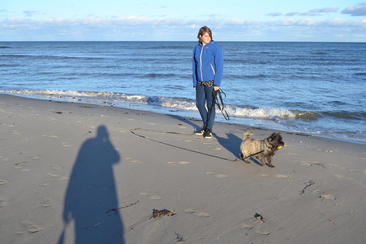 Cairn terrier Thomsen  billede 12