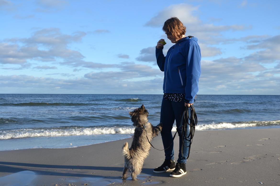 Cairn terrier Thomsen  billede 13