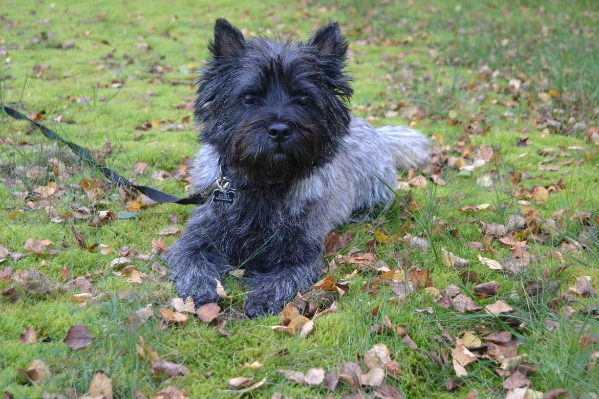 Cairn terrier Thomsen  billede 14