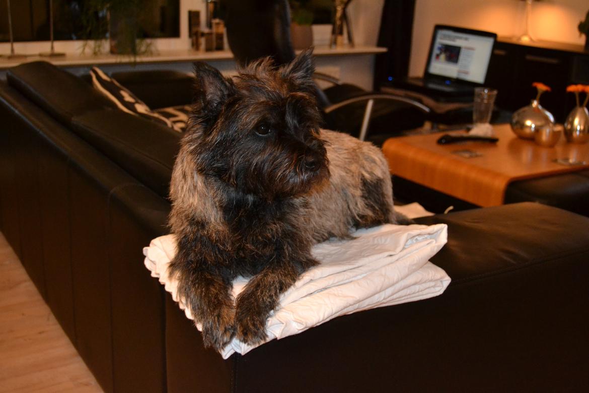 Cairn terrier Thomsen  billede 15