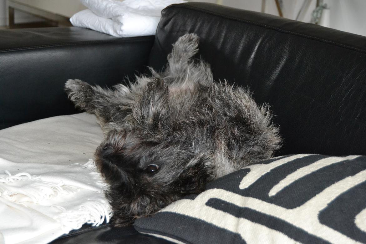 Cairn terrier Thomsen  billede 16