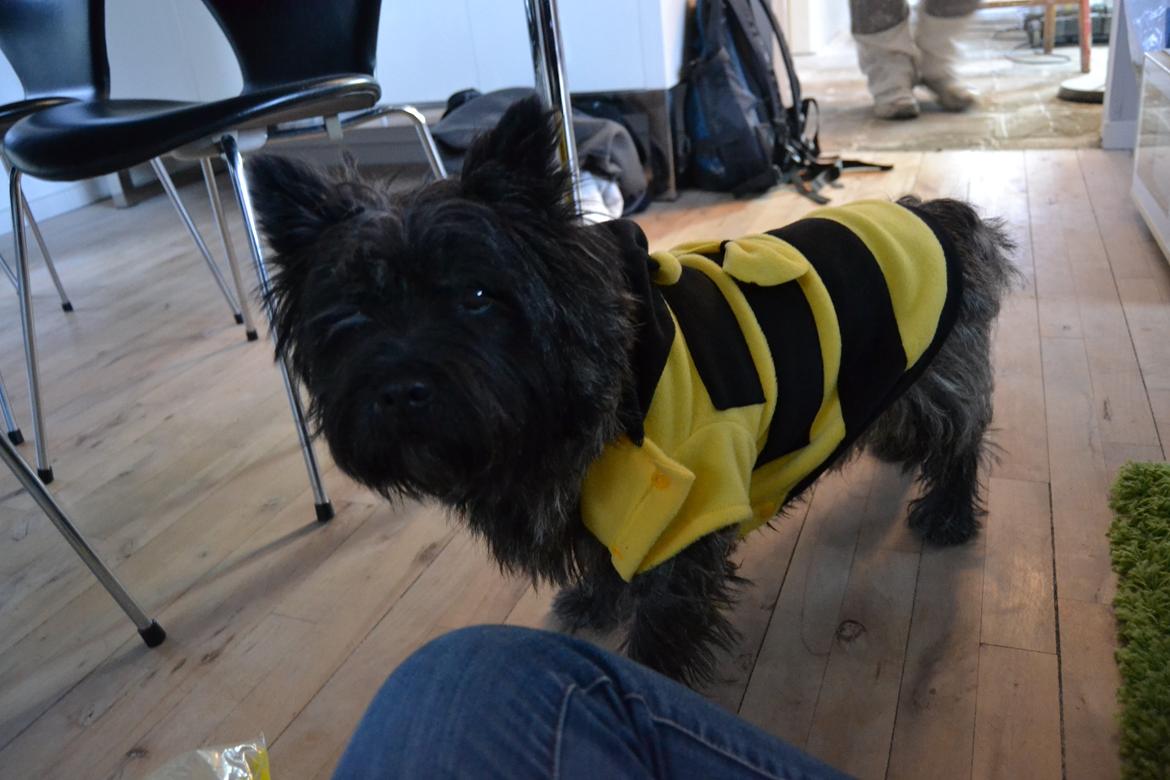 Cairn terrier Thomsen  billede 17