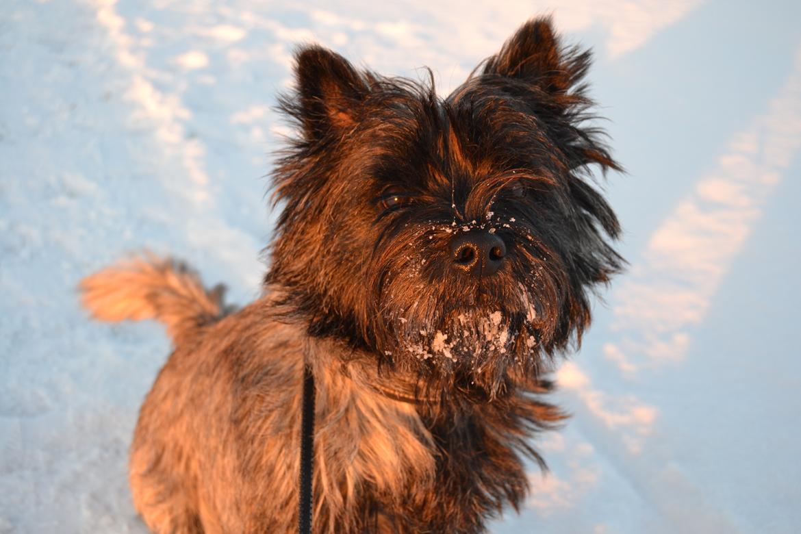 Cairn terrier Thomsen  billede 18