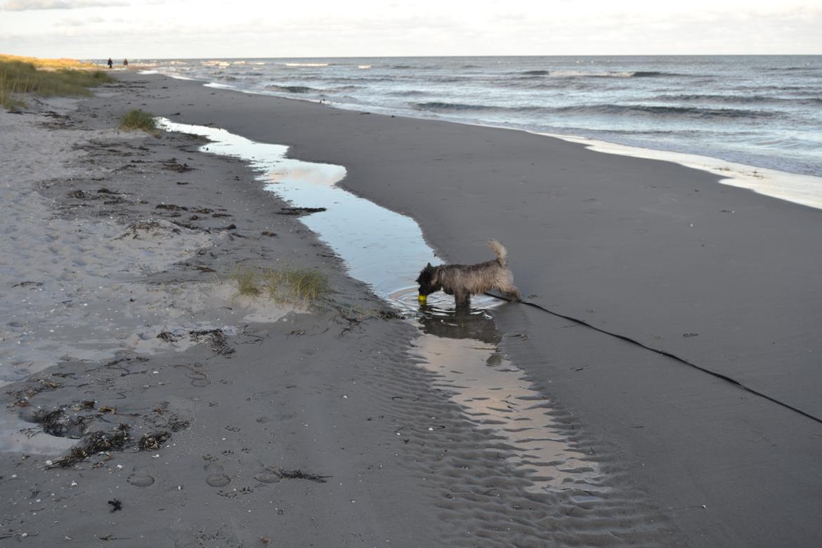 Cairn terrier Thomsen  billede 19
