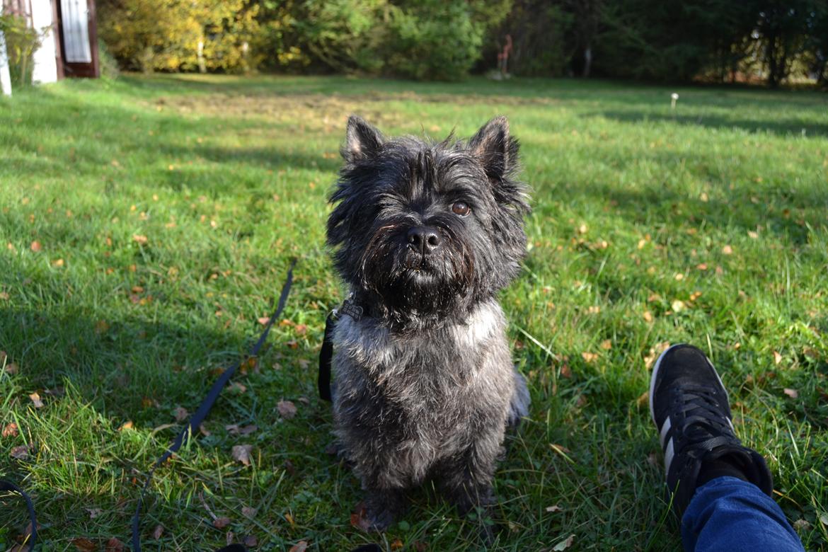 Cairn terrier Thomsen  billede 20