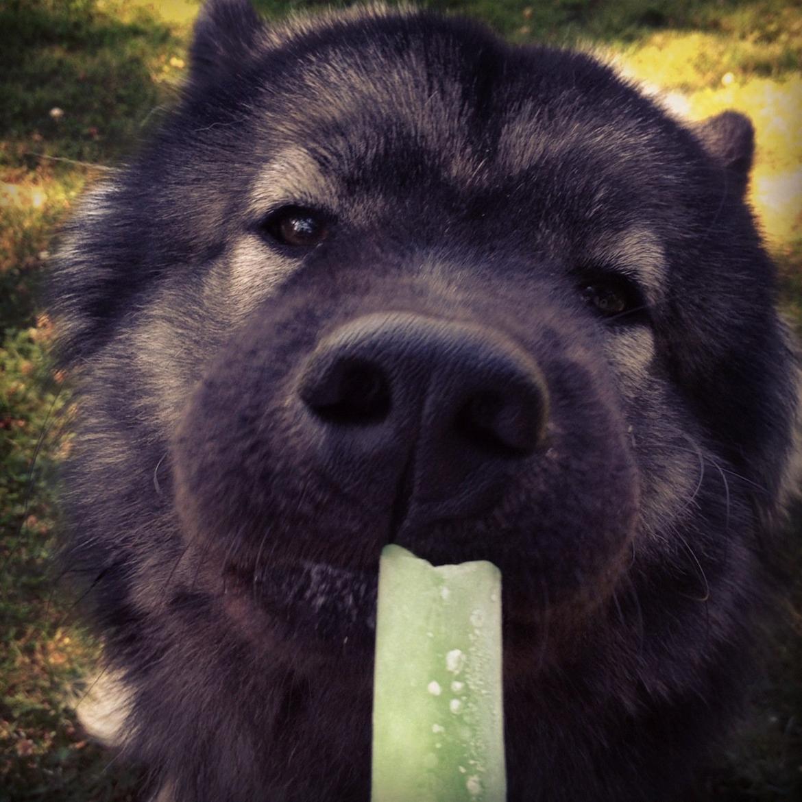 Eurasier Eurasierkrogens Artos (Niiko) billede 10