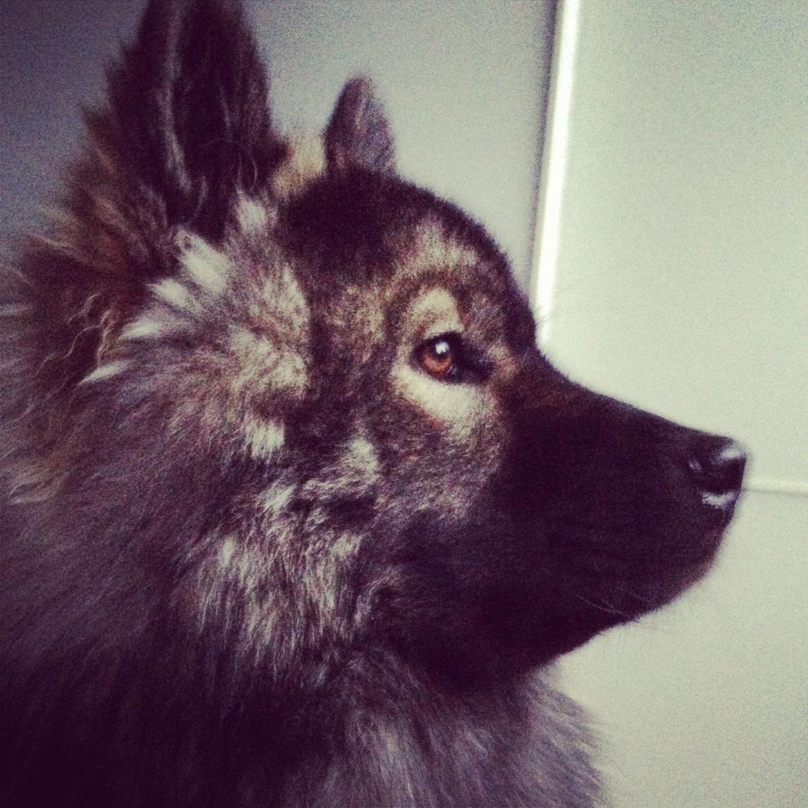 Eurasier Eurasierkrogens Artos (Niiko) billede 8