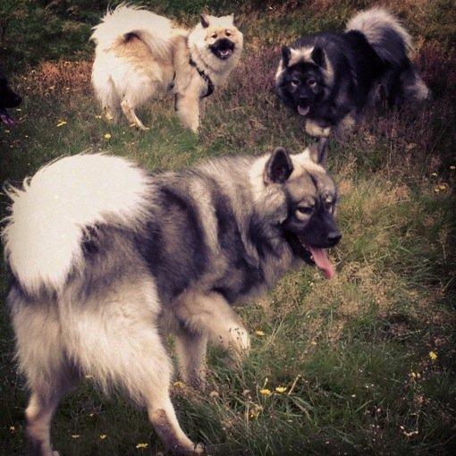 Eurasier Eurasierkrogens Artos (Niiko) billede 11