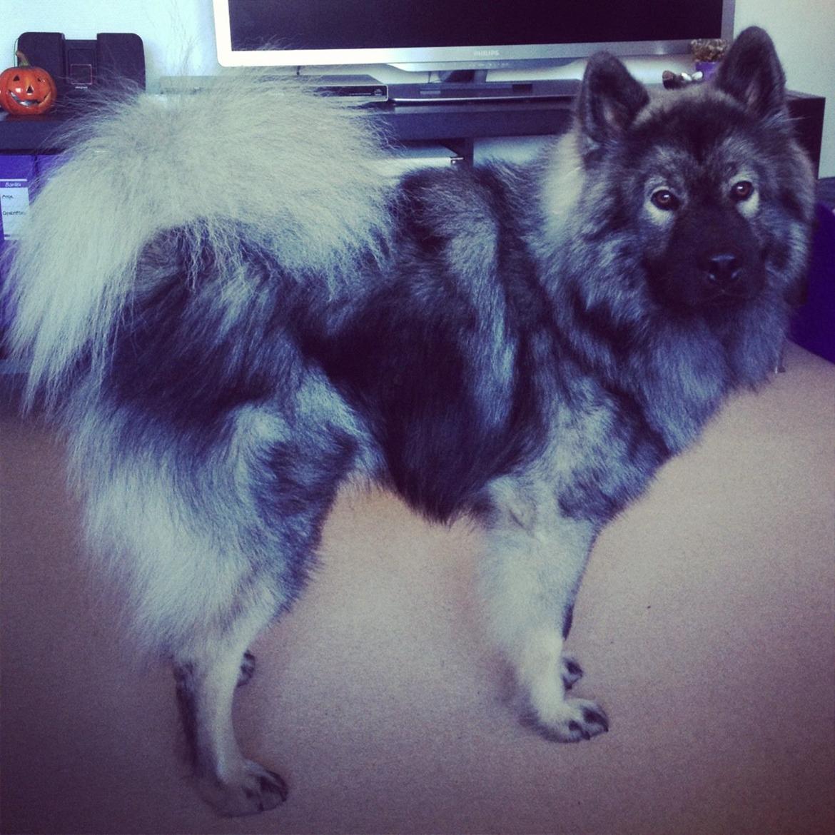 Eurasier Eurasierkrogens Artos (Niiko) billede 7