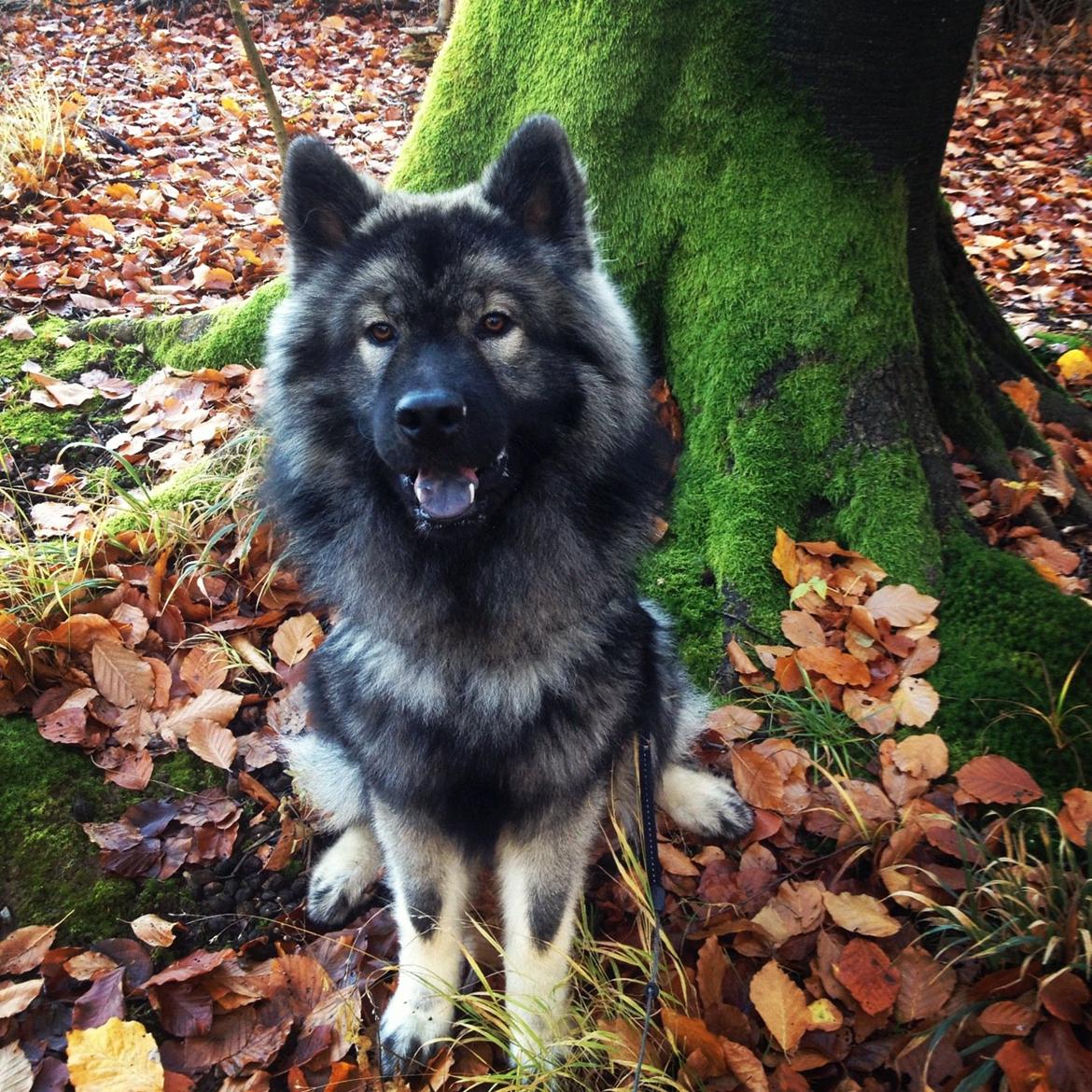 Eurasier Eurasierkrogens Artos (Niiko) billede 6