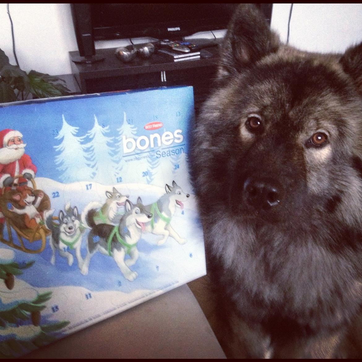 Eurasier Eurasierkrogens Artos (Niiko) billede 13