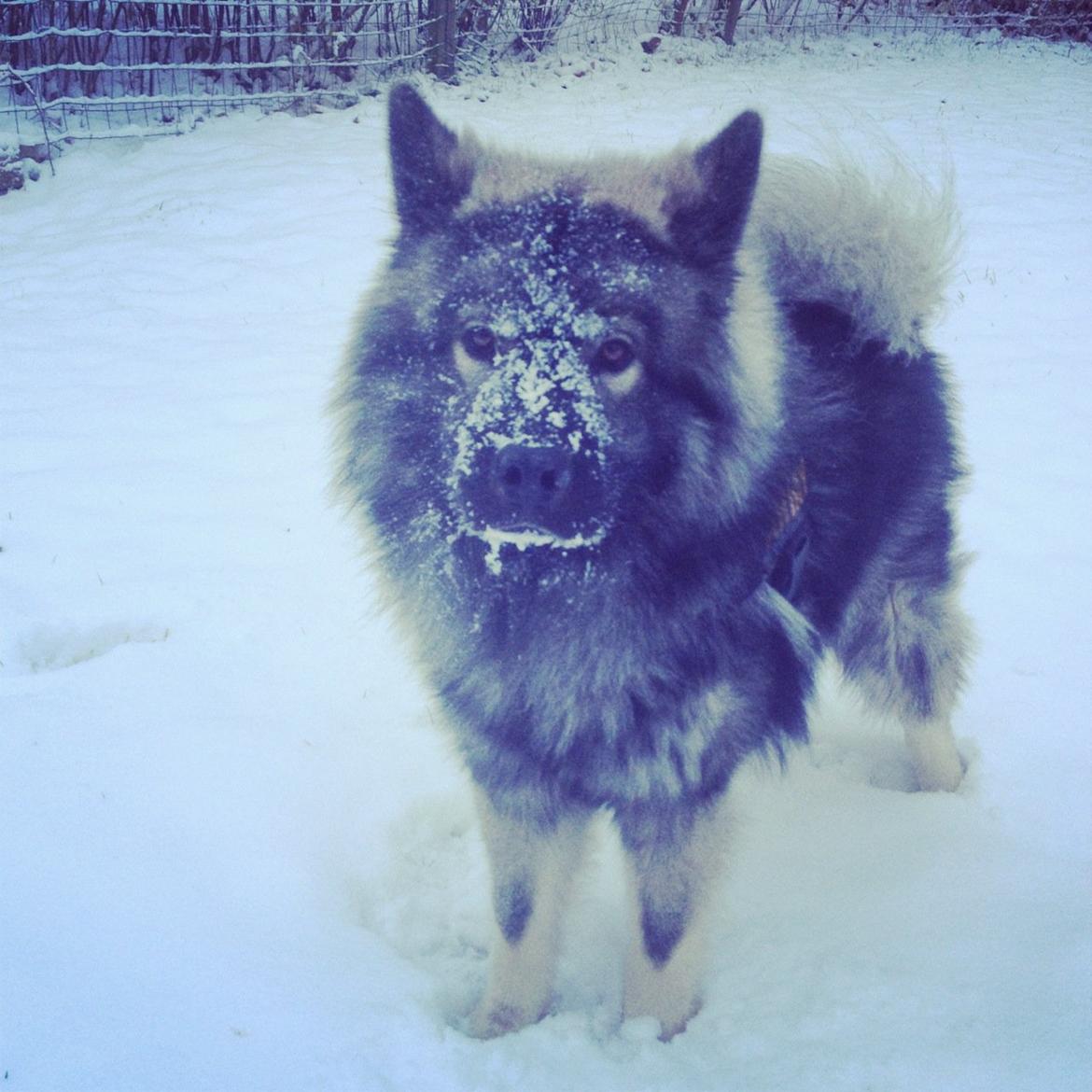 Eurasier Eurasierkrogens Artos (Niiko) billede 14