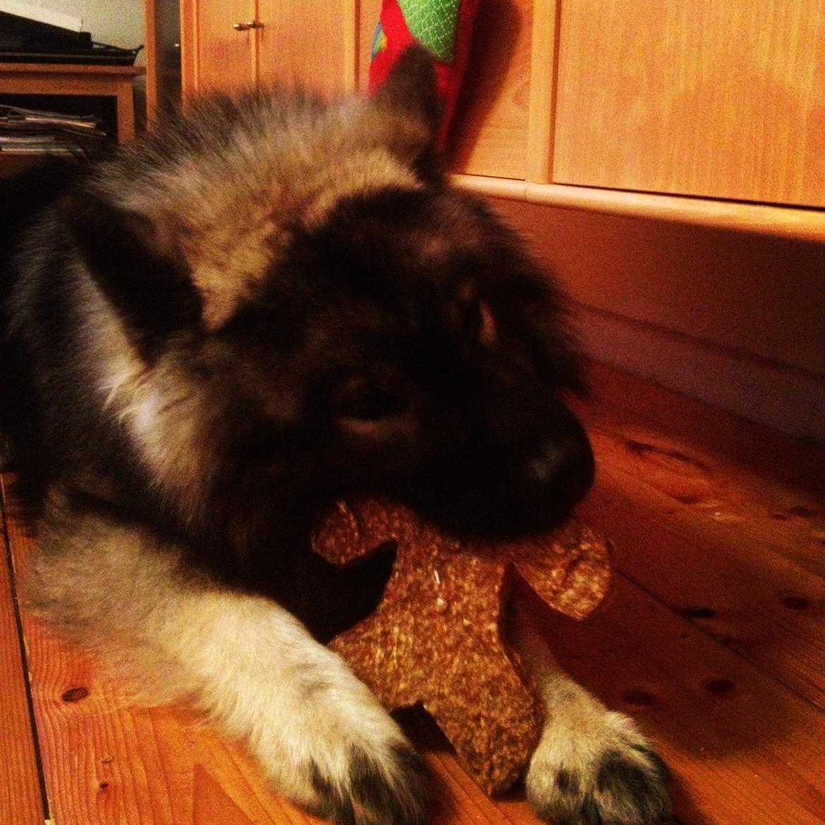 Eurasier Eurasierkrogens Artos (Niiko) billede 15