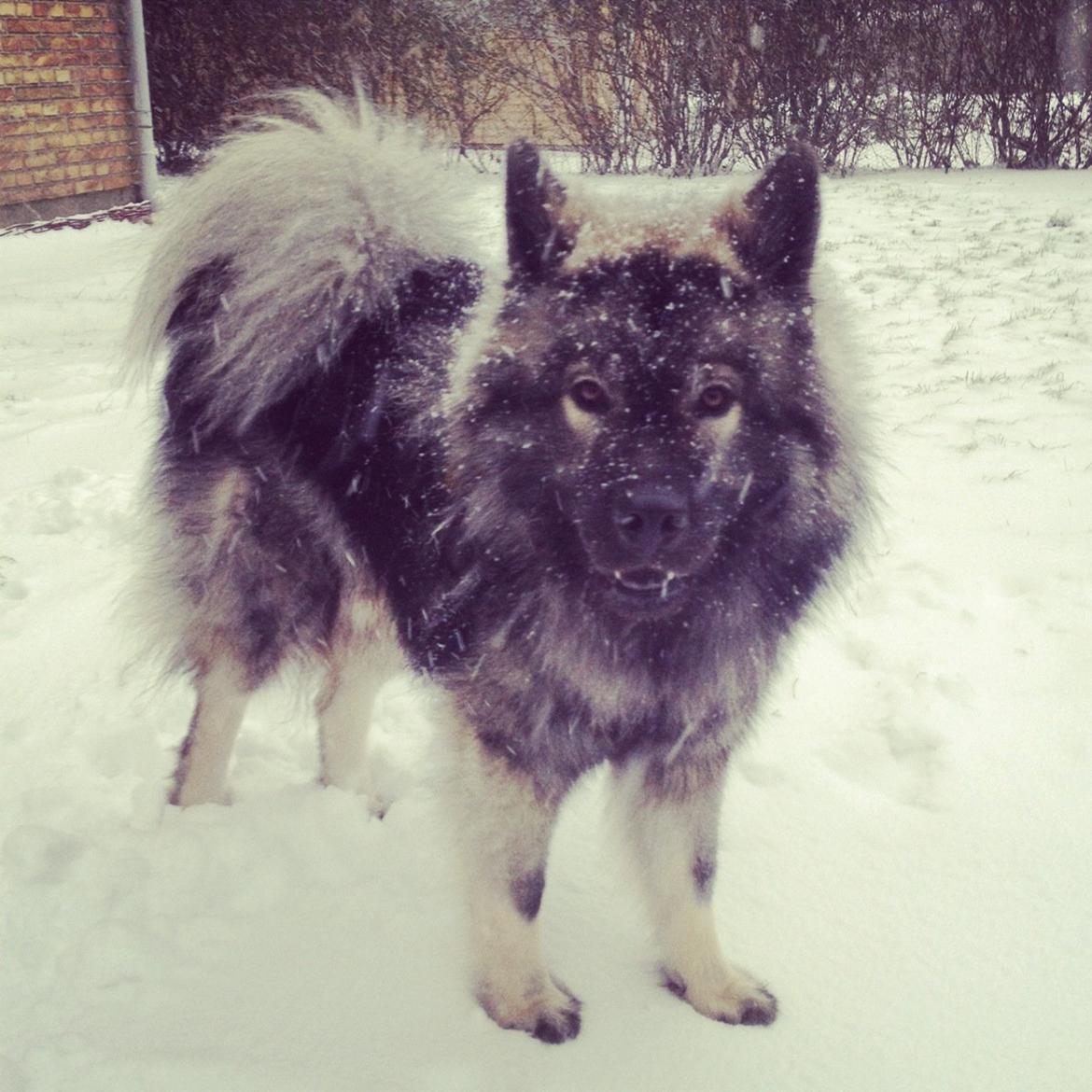 Eurasier Eurasierkrogens Artos (Niiko) billede 12