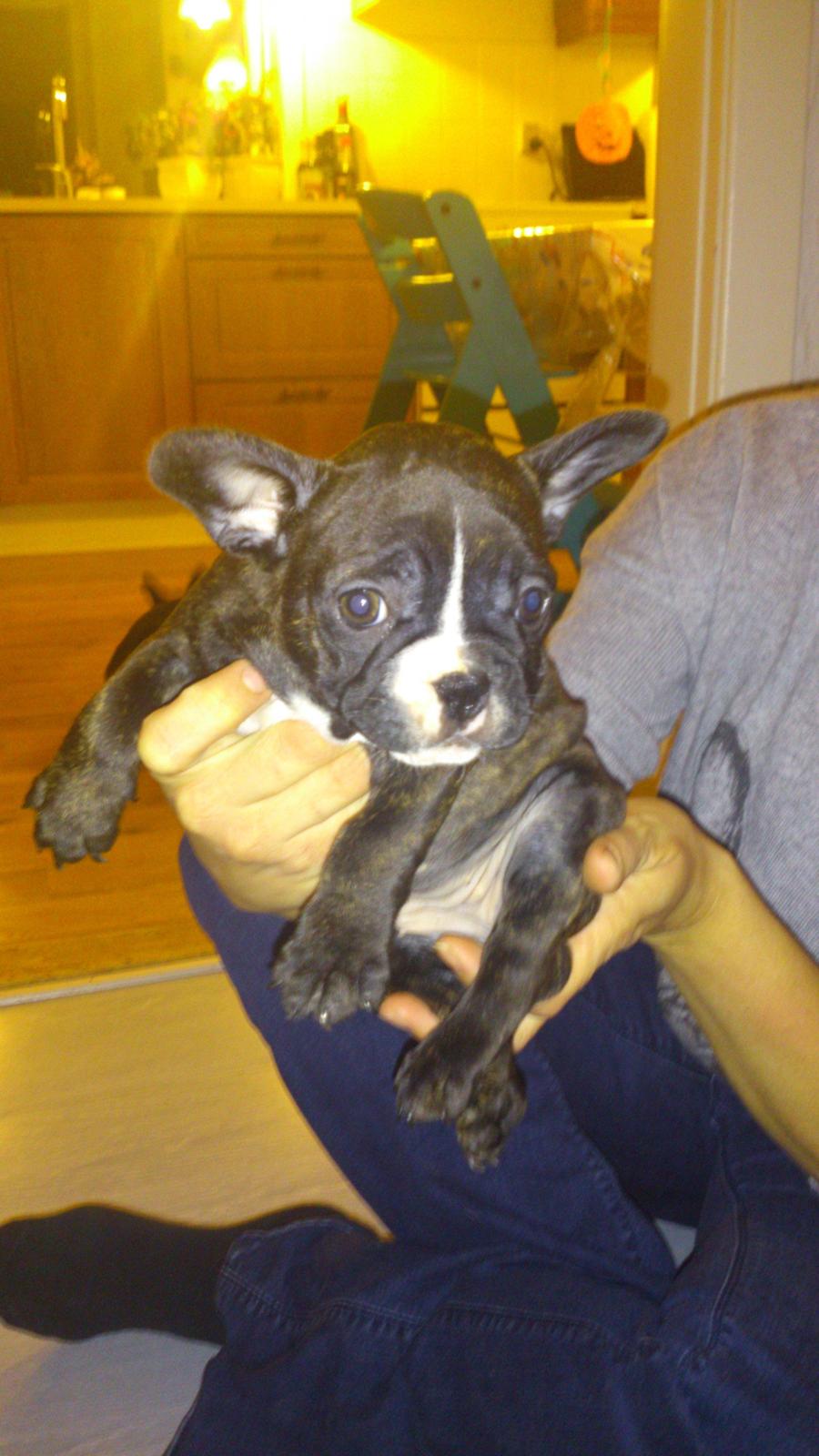 Fransk bulldog Bea - Allerførste billede af Bea 7 uger gammel billede 5