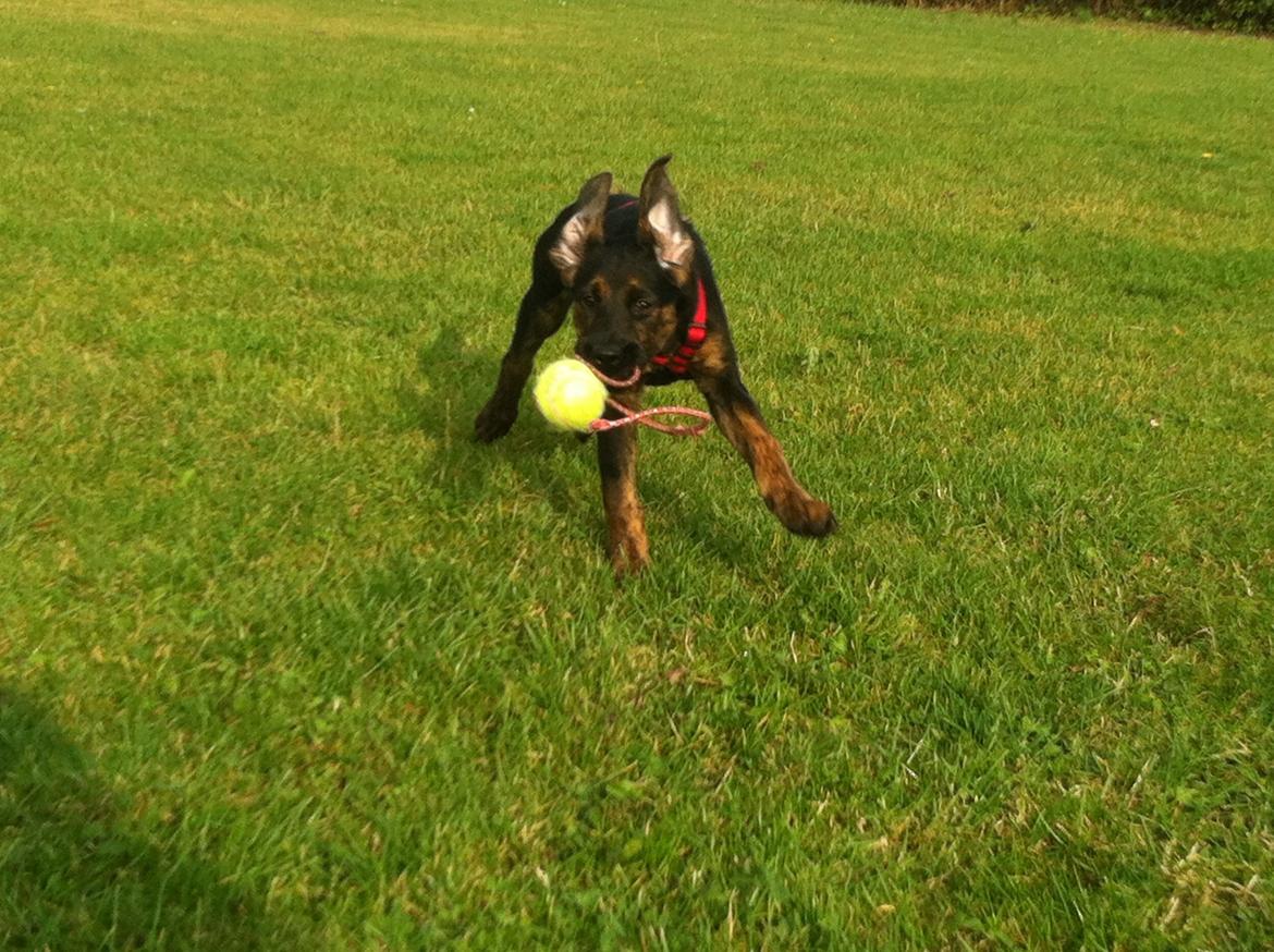 Blanding af racer Jennifer  billede 1