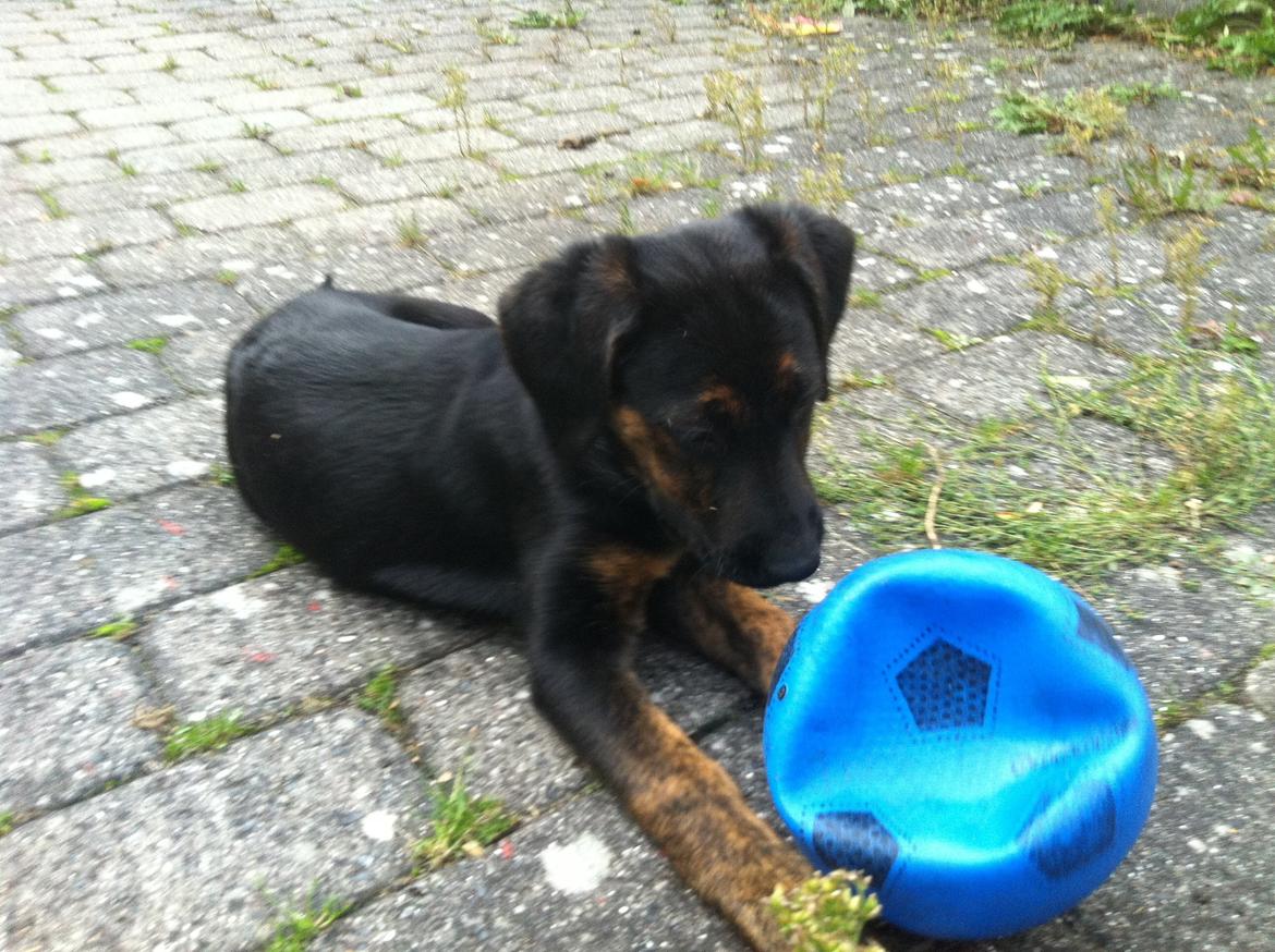 Blanding af racer Jennifer  billede 2