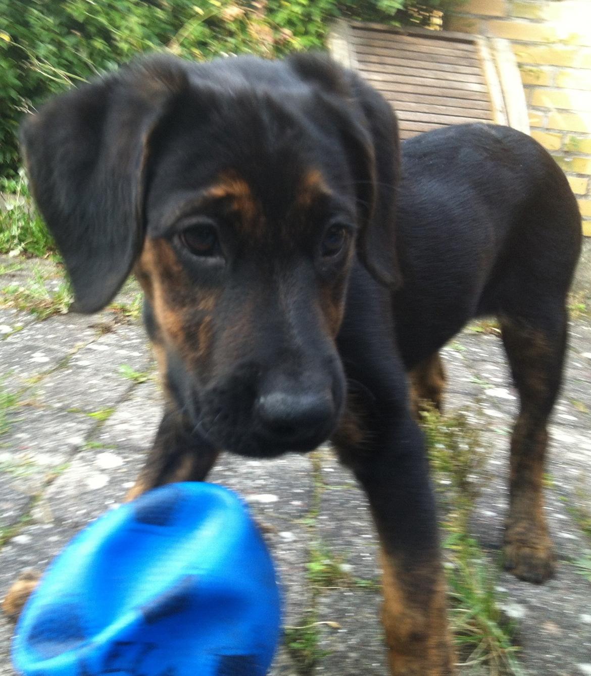 Blanding af racer Jennifer  billede 3