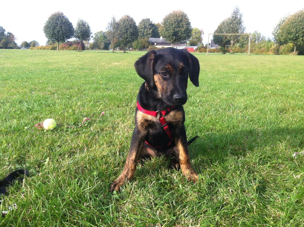 Blanding af racer Jennifer  billede 5