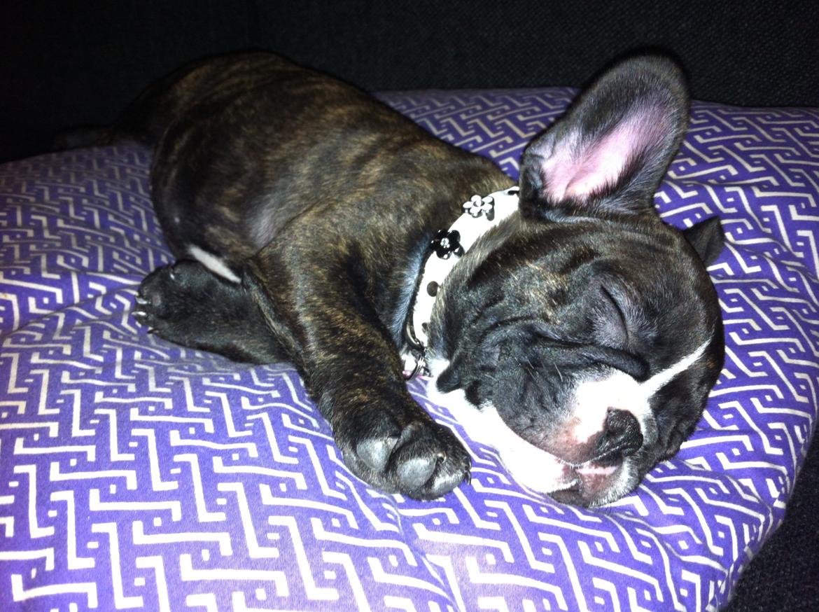 Fransk bulldog Bea - Tid til middags lur billede 2