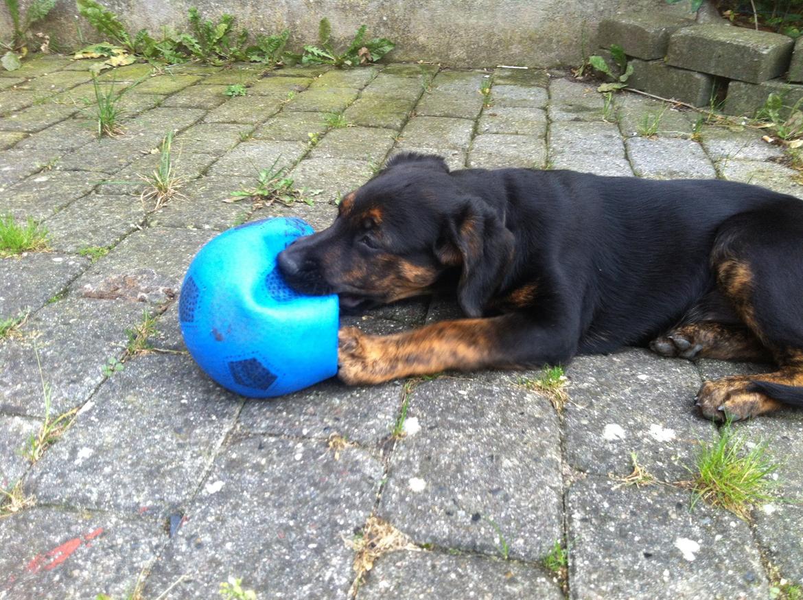 Blanding af racer Jennifer  billede 6