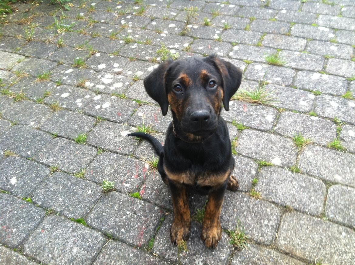 Blanding af racer Jennifer  billede 7