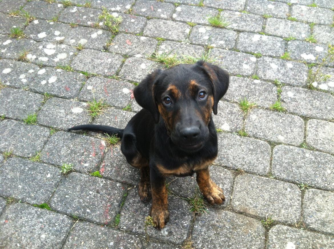 Blanding af racer Jennifer  billede 8