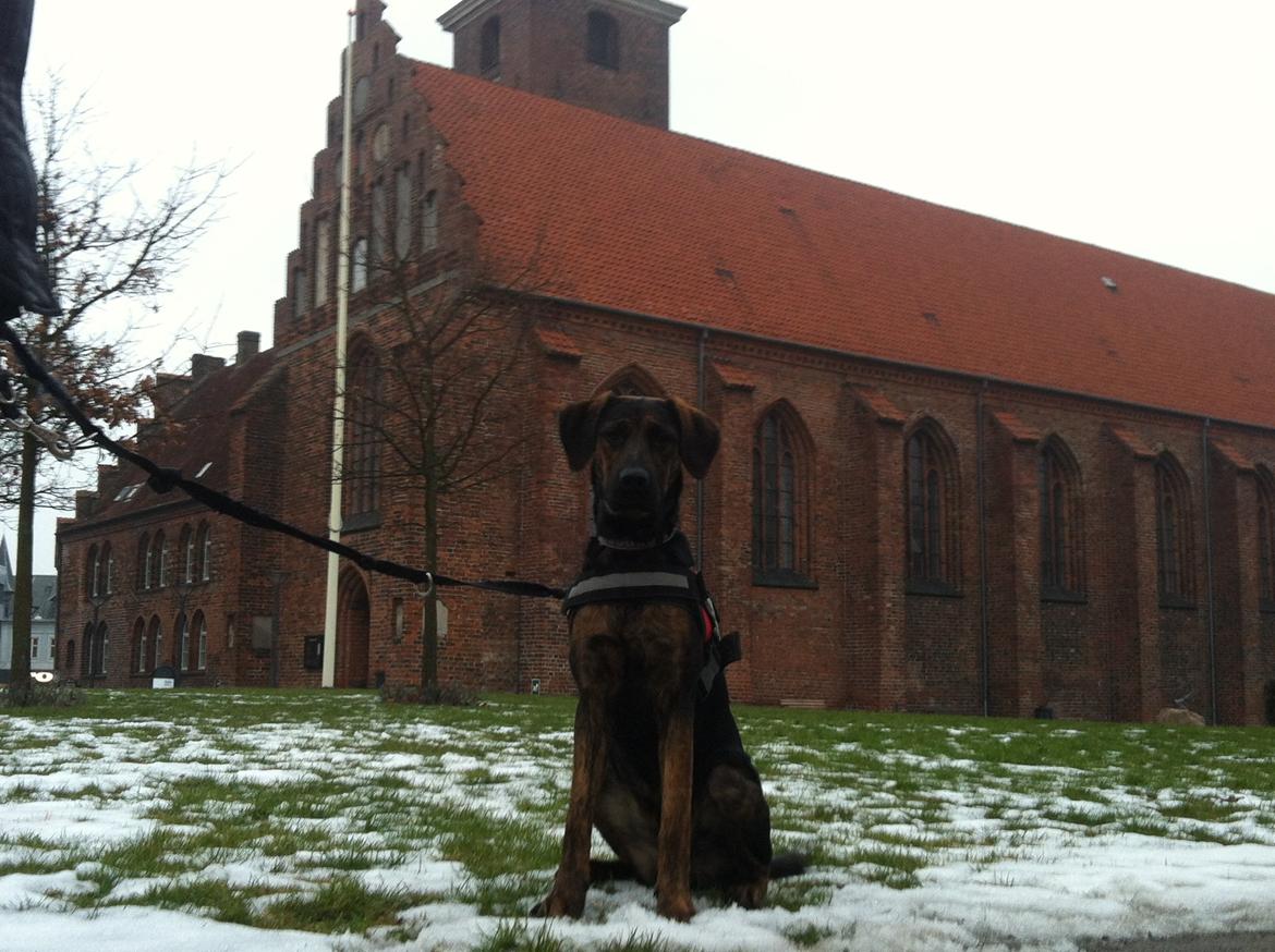 Blanding af racer Jennifer  billede 16