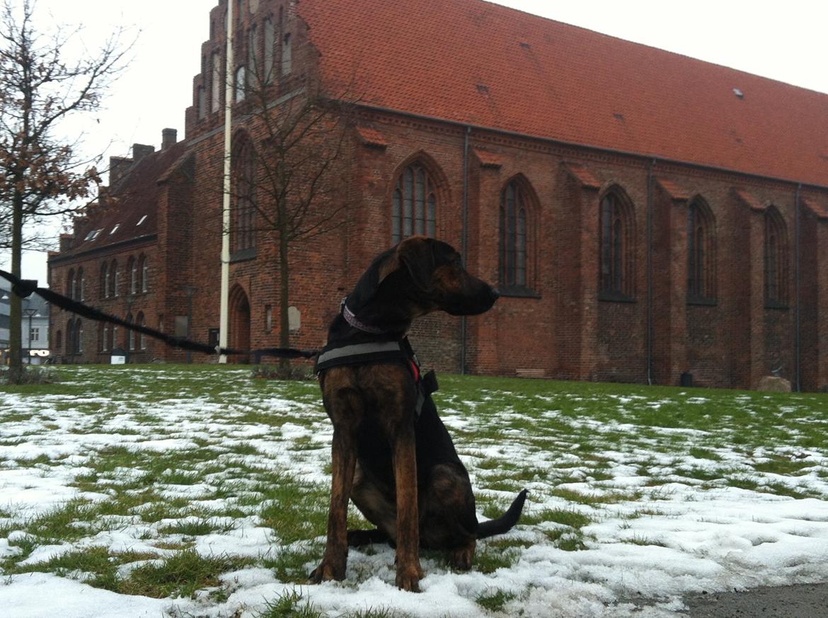 Blanding af racer Jennifer  billede 17