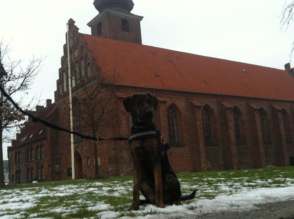 Blanding af racer Jennifer  billede 18