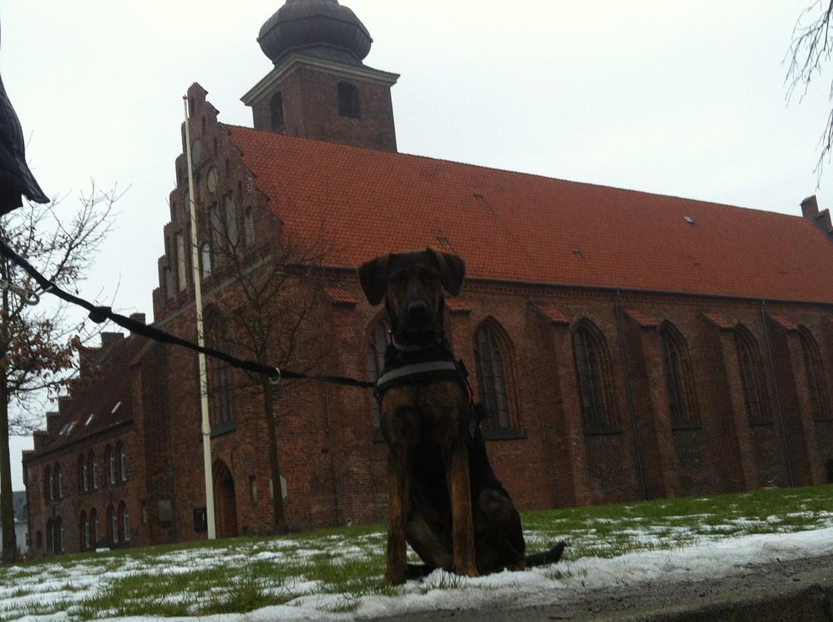 Blanding af racer Jennifer  billede 19