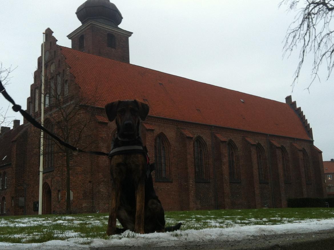 Blanding af racer Jennifer  billede 20