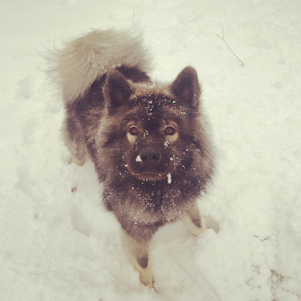 Eurasier Eurasierkrogens Artos (Niiko) billede 5