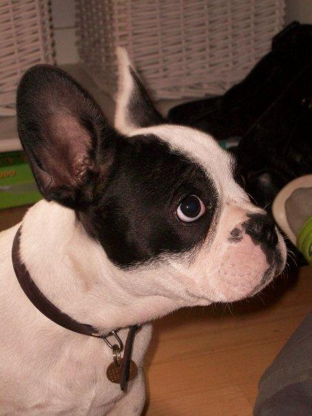 Fransk bulldog † Gizmo †  <3 <3 <3 <3 billede 1