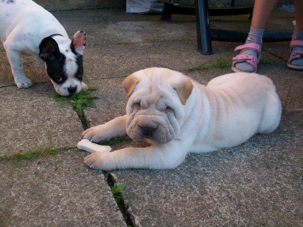 Fransk bulldog † Gizmo †  <3 <3 <3 <3 billede 2