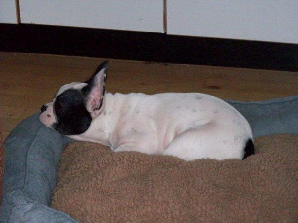 Fransk bulldog † Gizmo †  <3 <3 <3 <3 billede 3