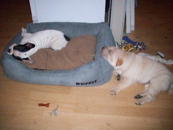 Fransk bulldog † Gizmo †  <3 <3 <3 <3 billede 5