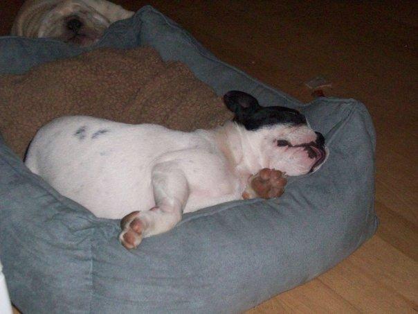 Fransk bulldog † Gizmo †  <3 <3 <3 <3 billede 6