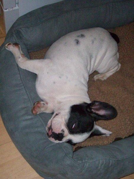 Fransk bulldog † Gizmo †  <3 <3 <3 <3 billede 7